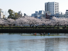 桜ノ宮、大川の春