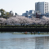 桜ノ宮、大川の春