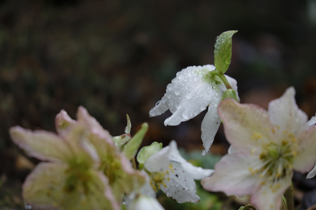 春の雨・滴