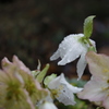 春の雨・滴