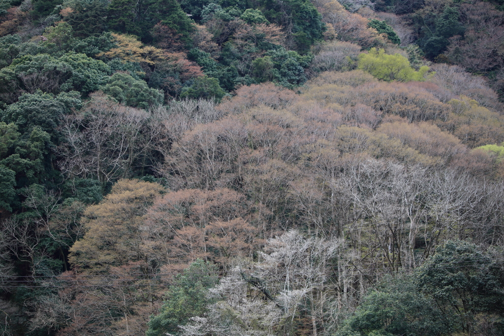 山の彩