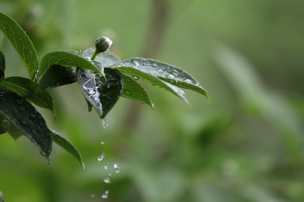雨の雫