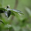雨の雫