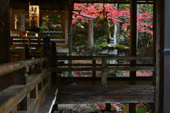 渡り廊下のモミジ