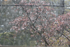 雨のち晴れ