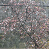 雨のち晴れ