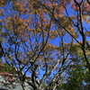 紅葉の頃