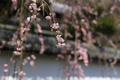 春に揺れる梅の花