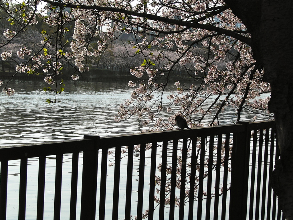 花見の雀
