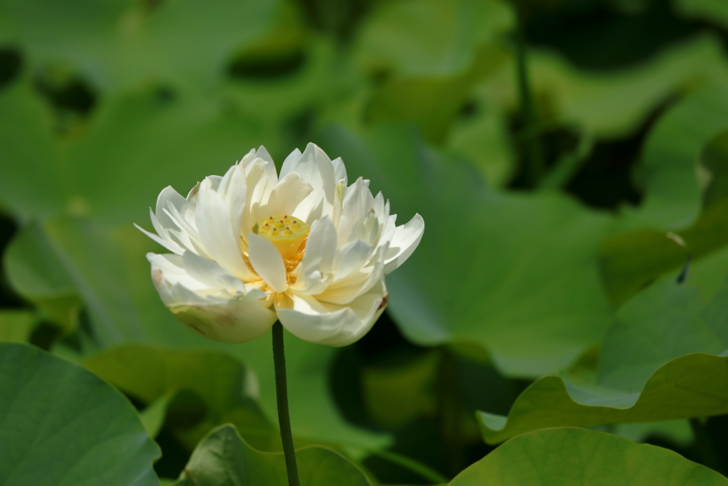 Lotus