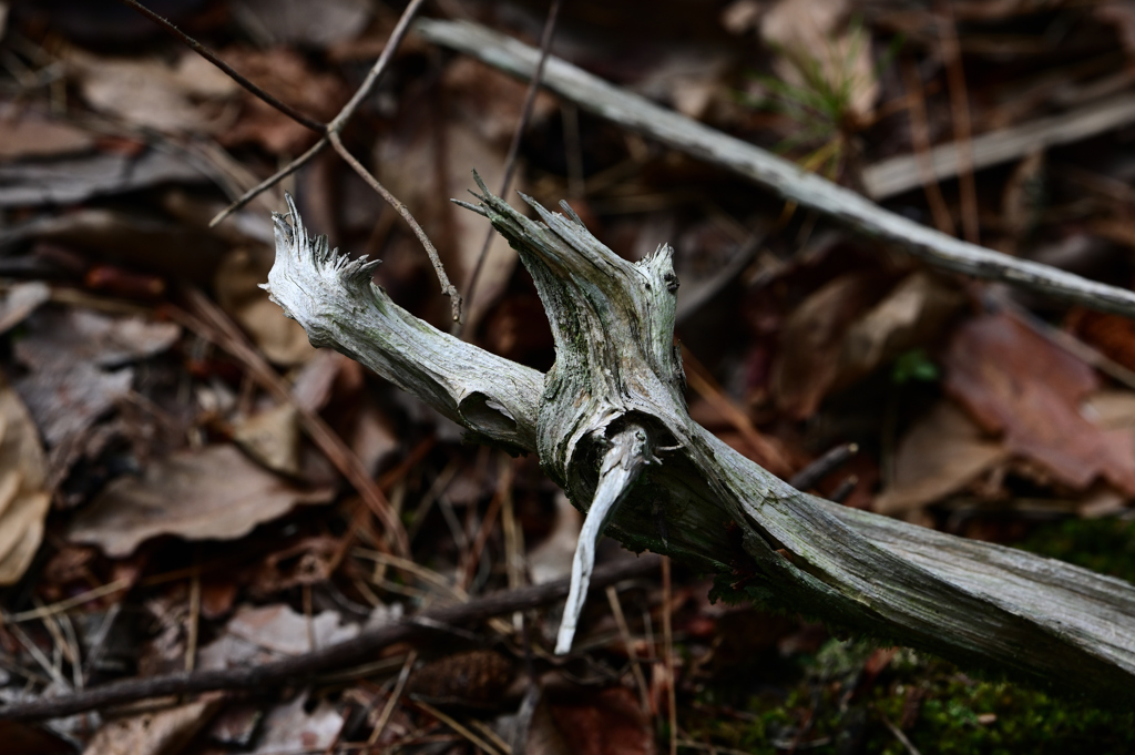 枯れた木の枝