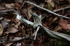枯れた木の枝 枯れた木の枝