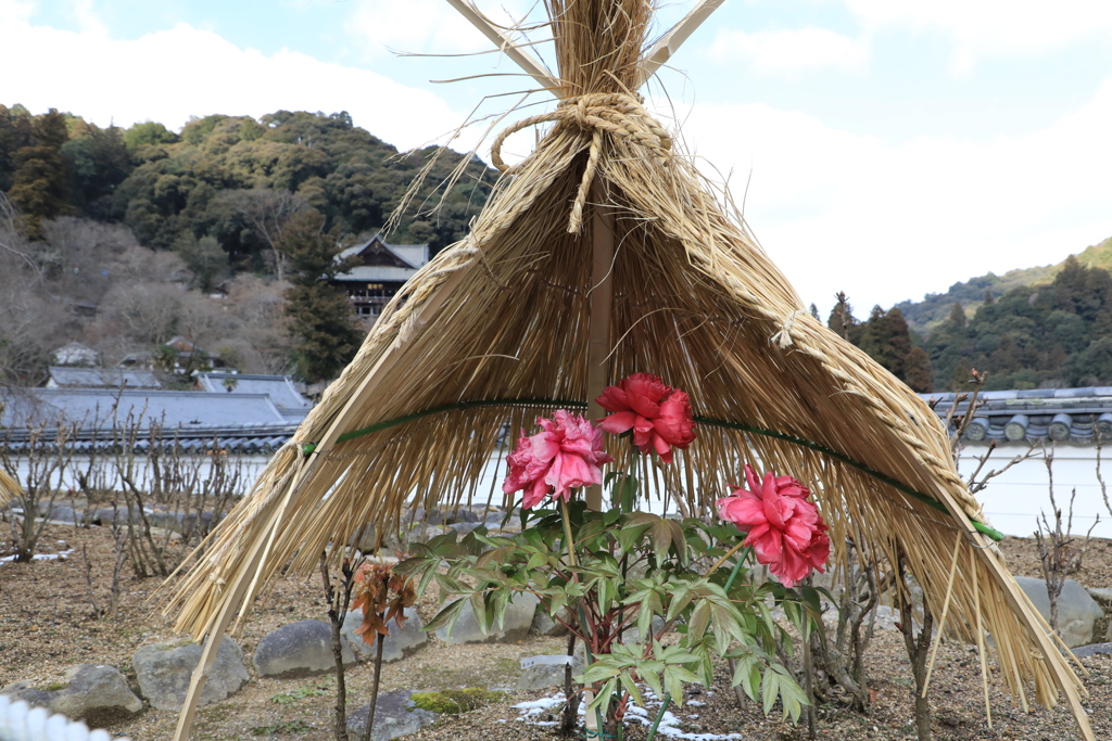 長谷寺　寒牡丹