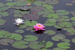水辺の花