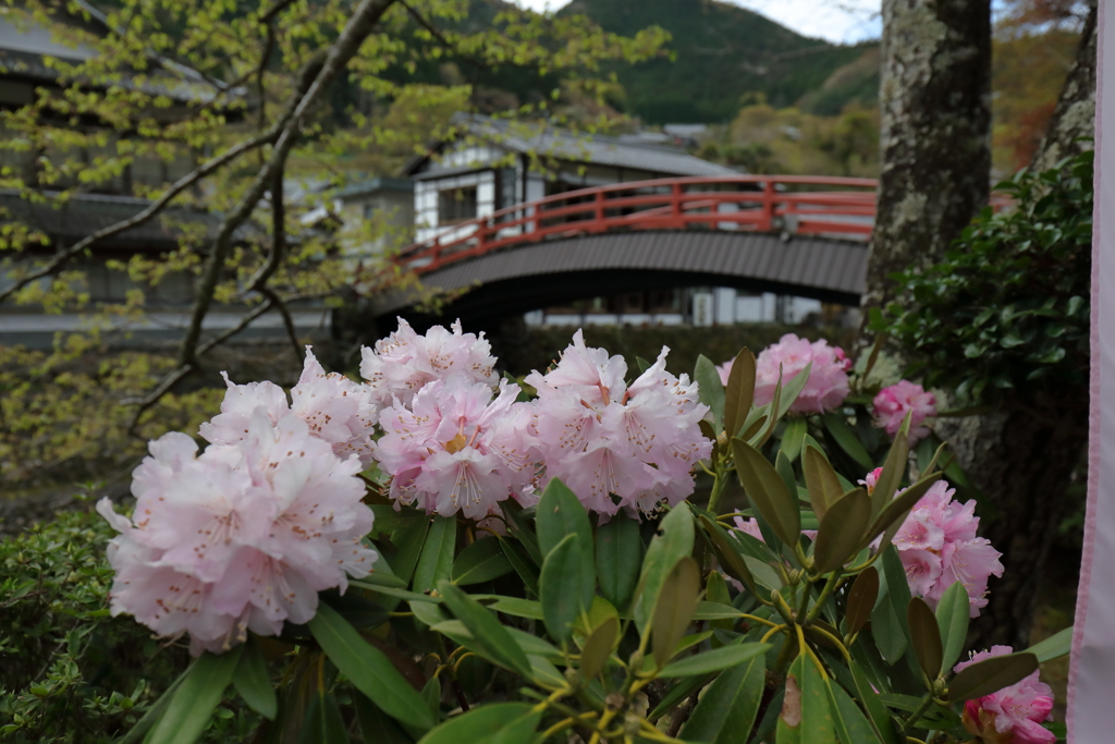 石楠花の寺