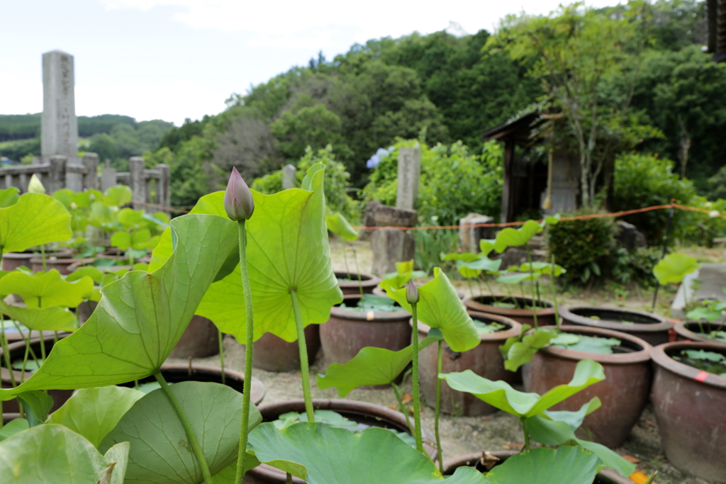 地蔵院青蓮寺の蓮