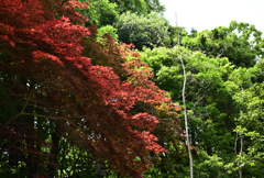 散歩道