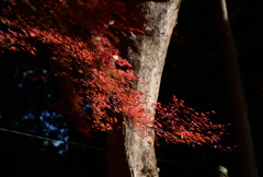 積田神社の紅葉