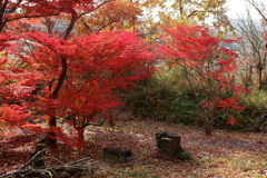 赤く染まる