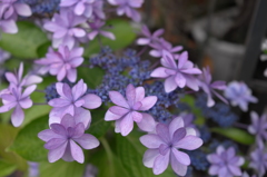 街かどの花