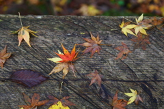 赤目四十八滝の紅葉