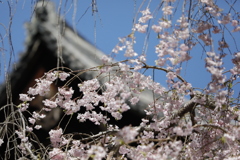 大和國 長谷寺