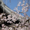 大和國 長谷寺