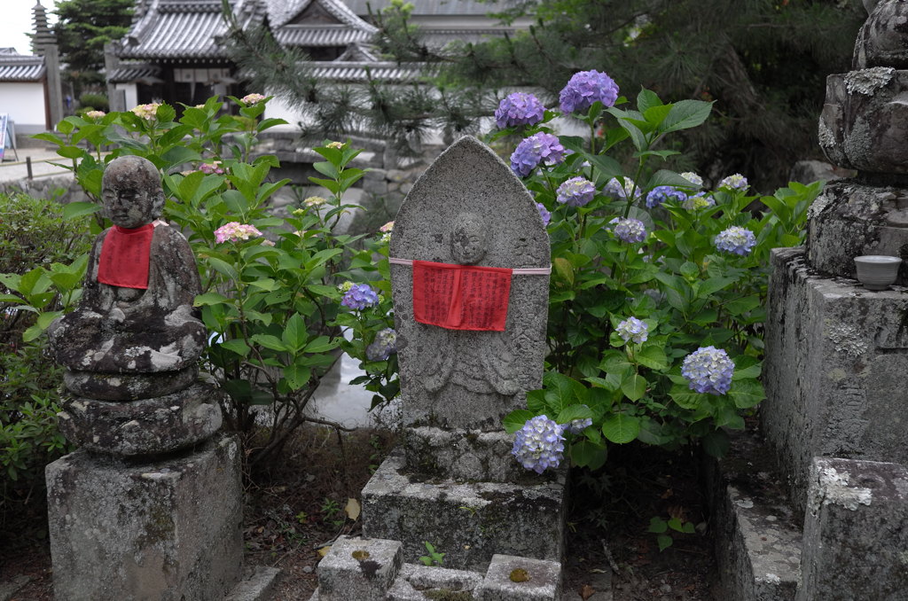 奈良のあじさい寺