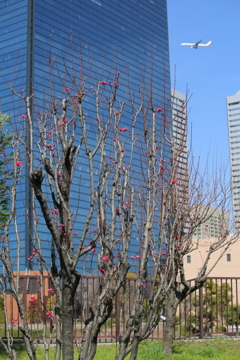 大阪城桃園