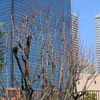 大阪城桃園