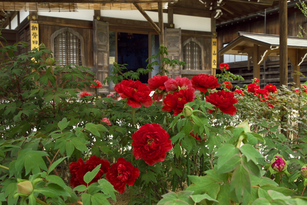 飛鳥・岡寺　牡丹の花