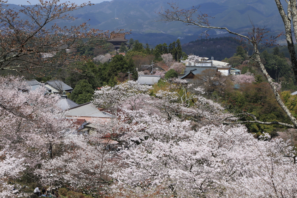 吉野桜