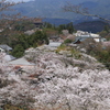 吉野桜