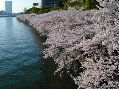 桜ノ宮の桜咲く