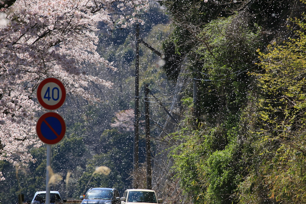 桜吹雪