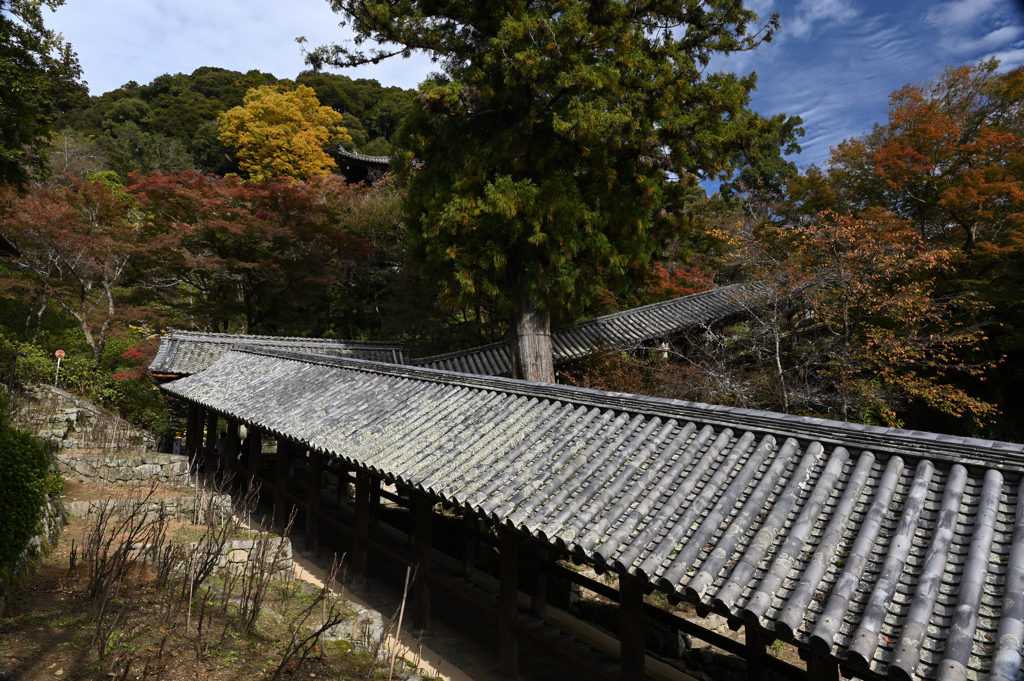 長谷寺　秋景色