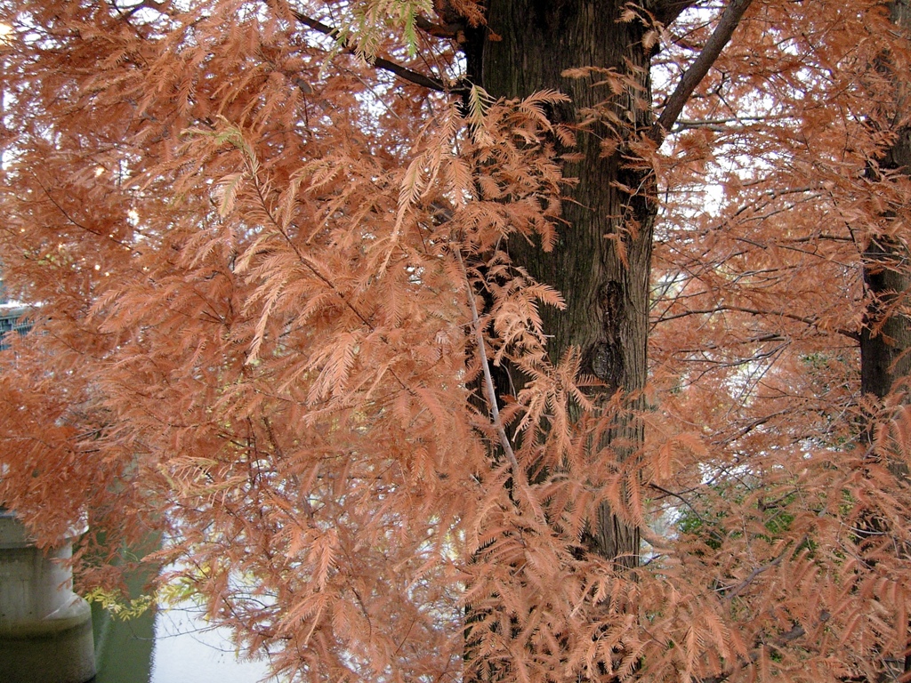 桜ノ宮　メタセコイヤの冬仕度