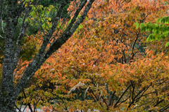 ススキの山 ススキの山