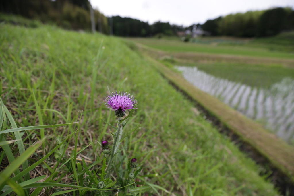 あぜ道の花
