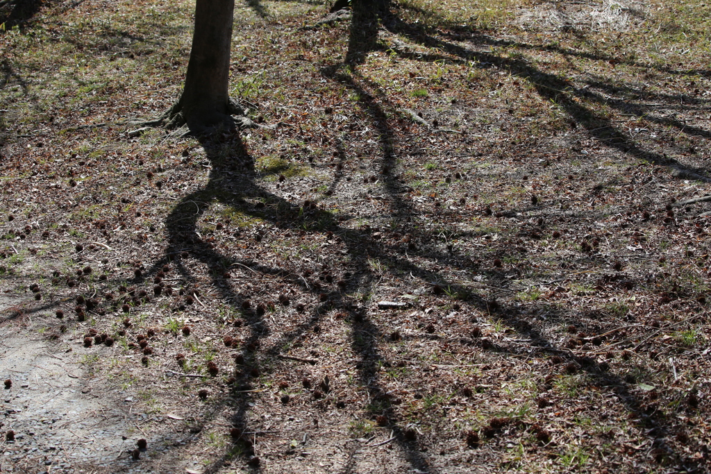 陽気に誘われて　木の陰
