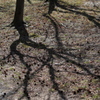 陽気に誘われて　木の陰