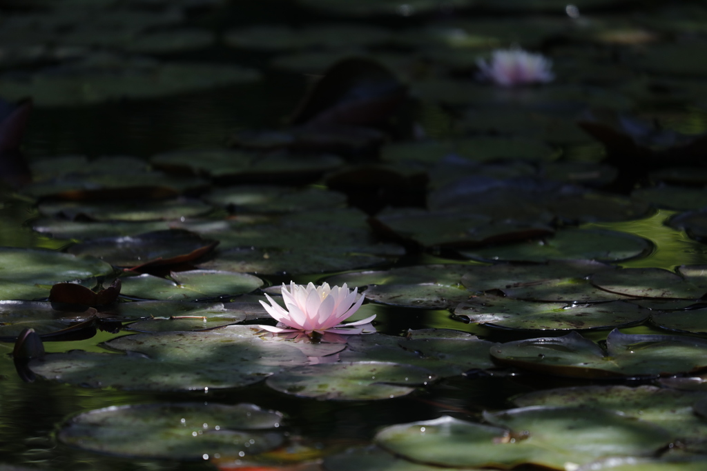 公園の睡蓮