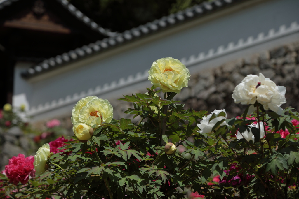 花の寺　長谷寺