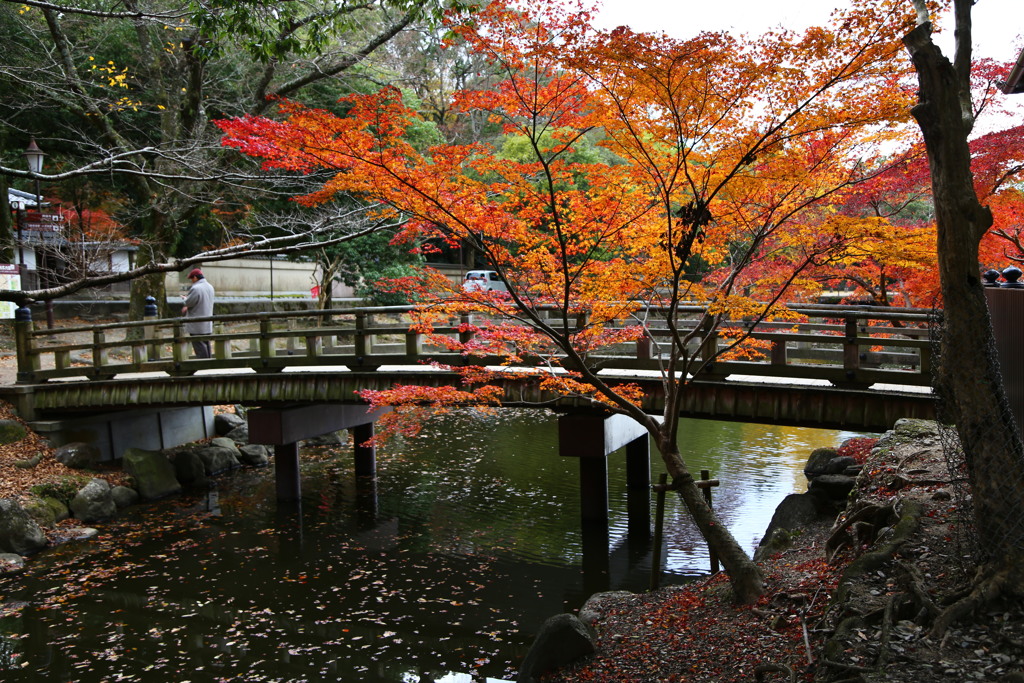 晩秋　奈良公園