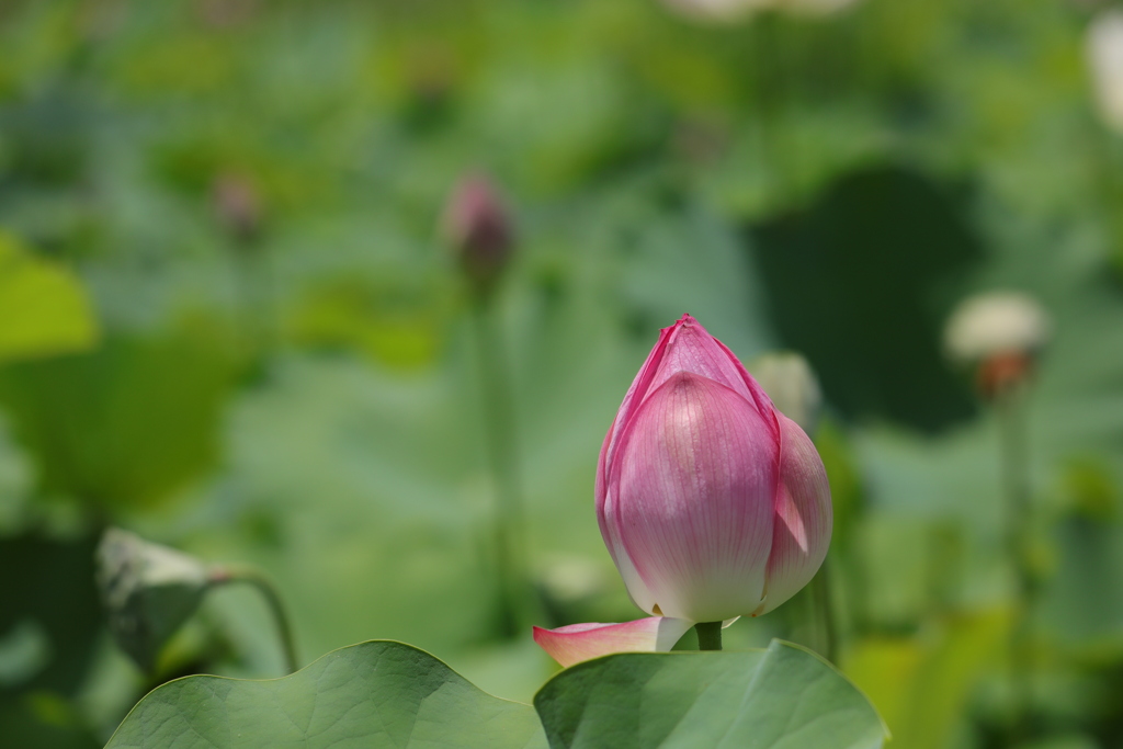 Lotus