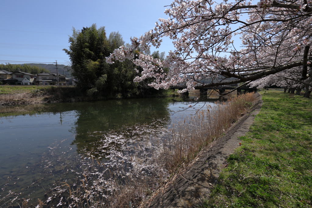 桜花ファイナル　花筏