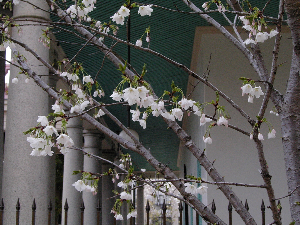 桜ノ宮　百花繚乱