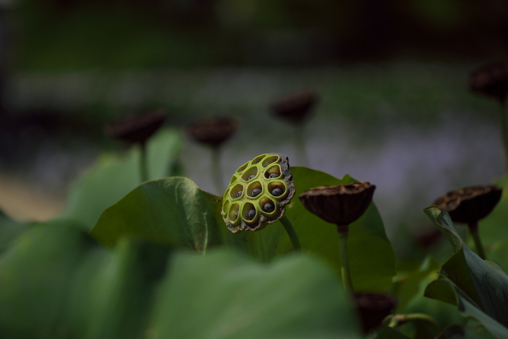 蓮の花後