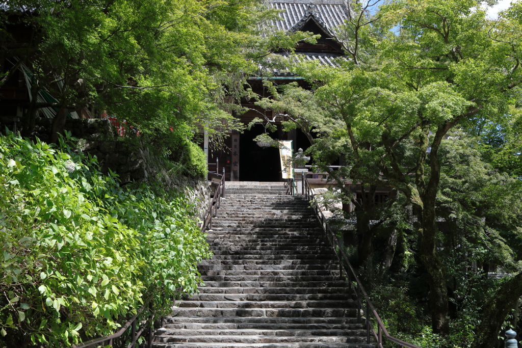 夏の長谷寺