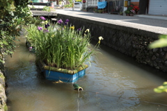 水路の花筏